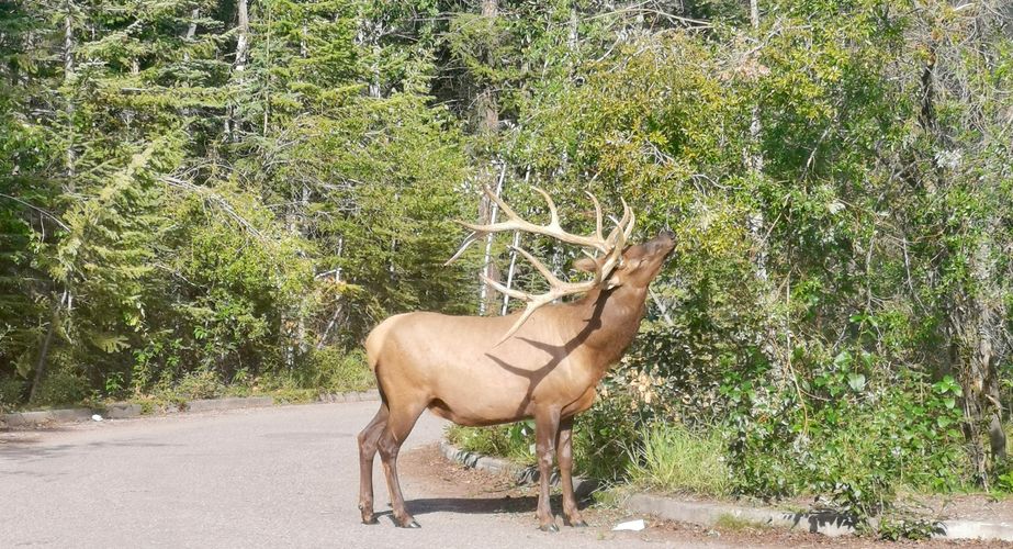 Rocky Mountain Elk Rocky Mountain Elk